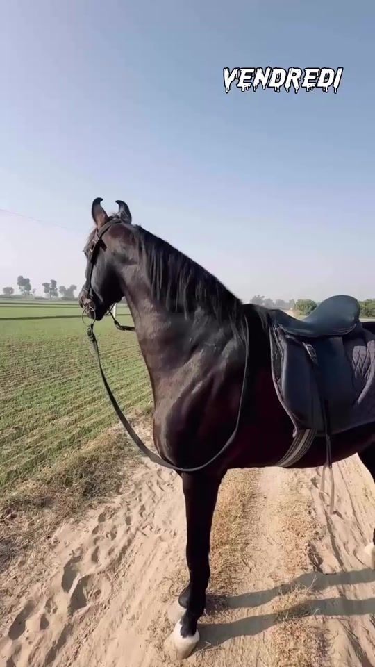TikTok video thumbnail by torres_bibi