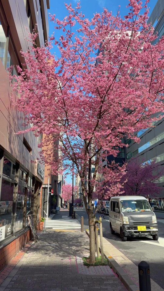 TikTok video thumbnail by gin_japan