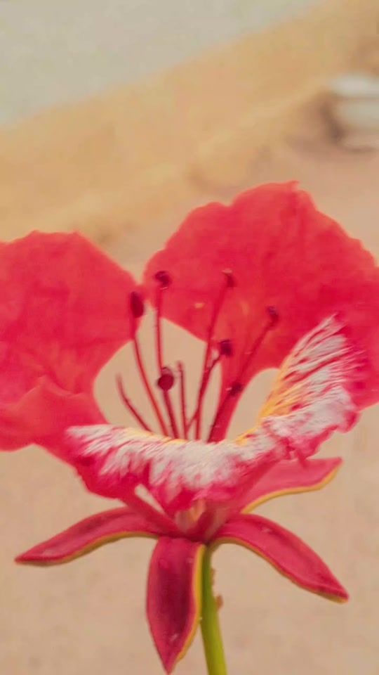 TikTok video thumbnail by adeson48