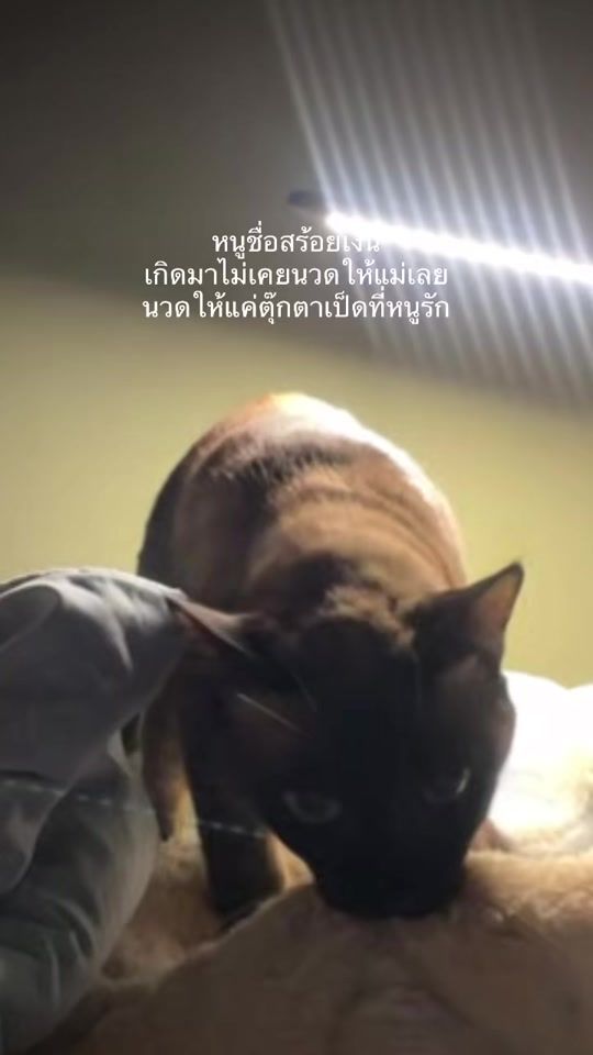 TikTok video thumbnail by dreamtozz