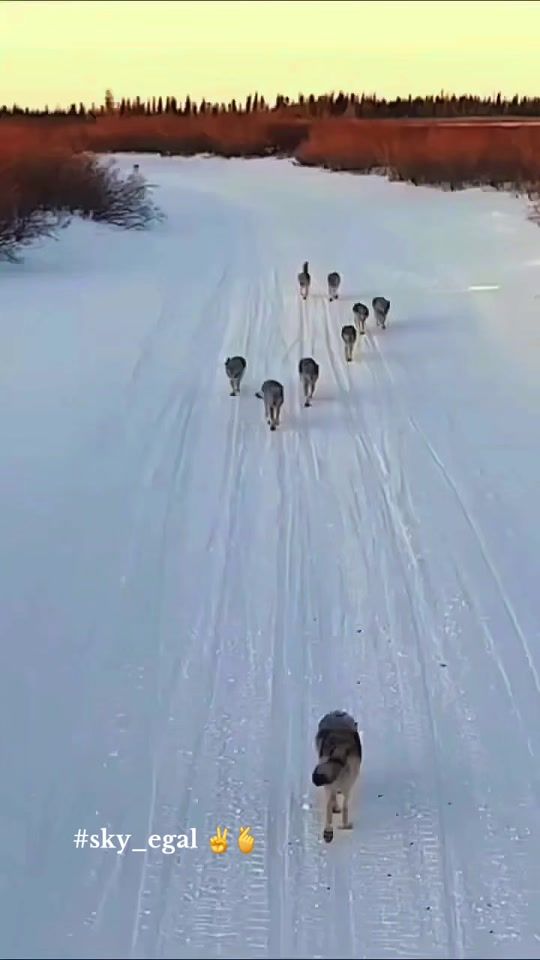 TikTok video thumbnail by sky_egal