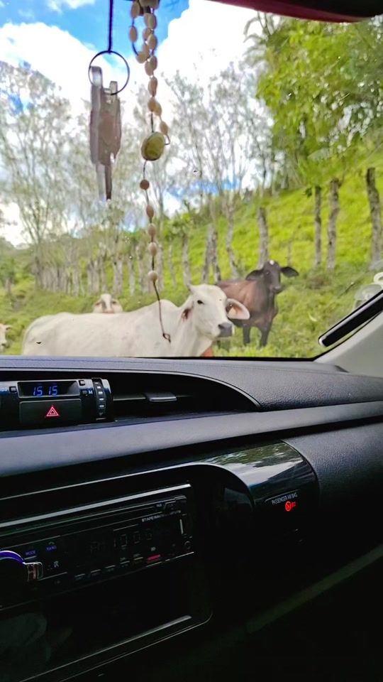 TikTok video thumbnail by laurelranch
