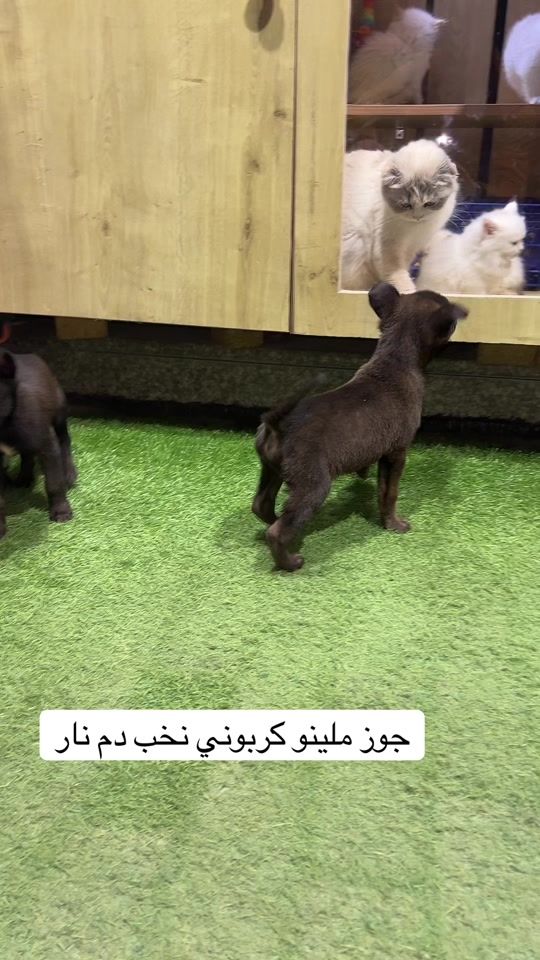 TikTok video thumbnail by animalco11