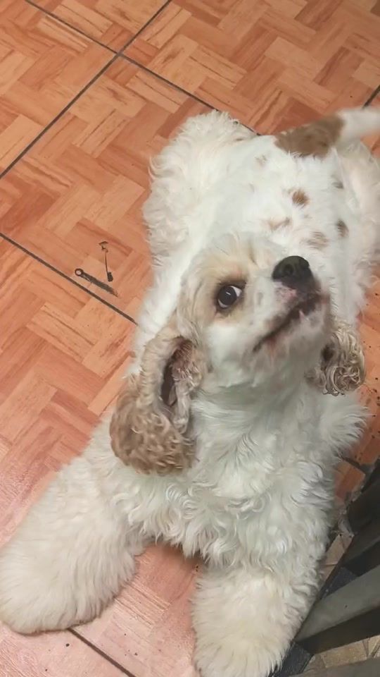 TikTok video thumbnail by pierrecastillo795