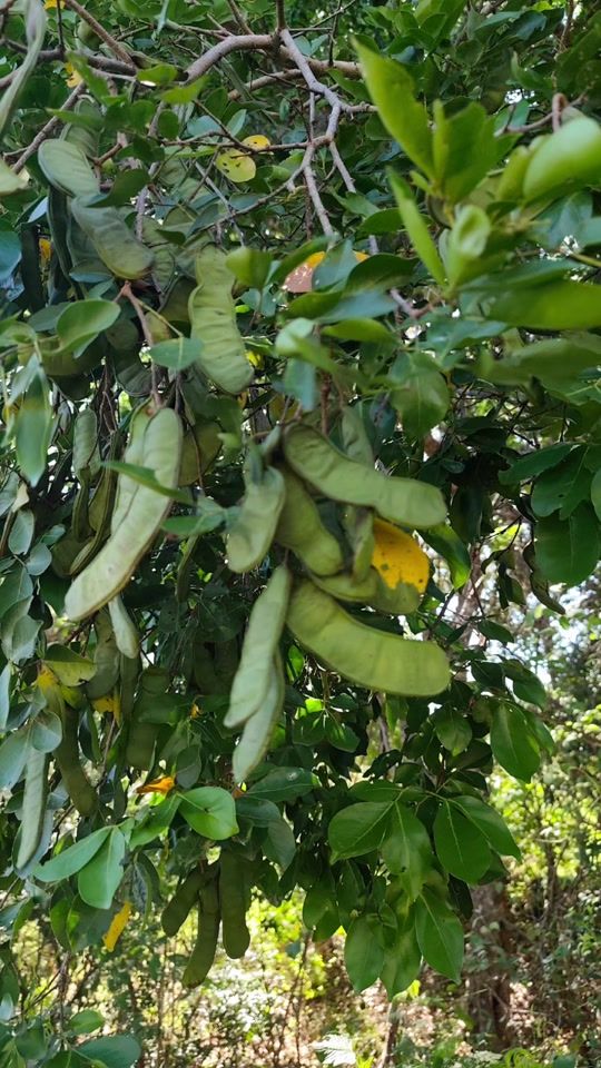 TikTok video thumbnail by marioumbrix