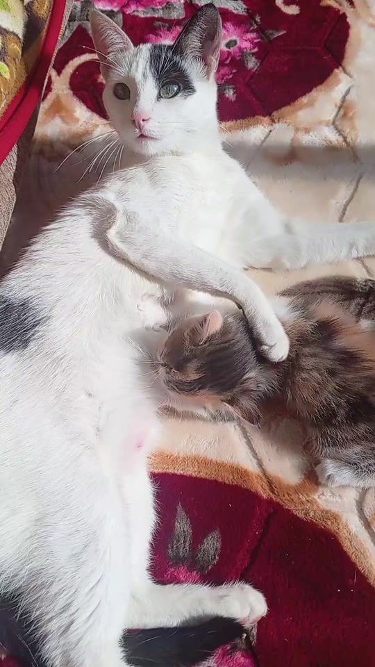 TikTok video thumbnail by merysirpa8