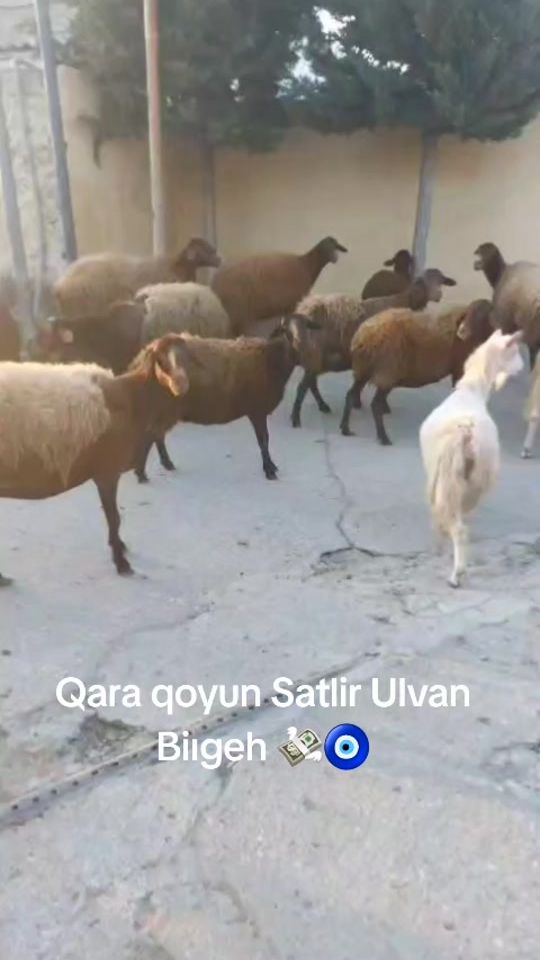 TikTok video thumbnail by zabit666_