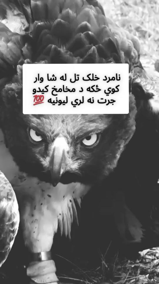 TikTok video thumbnail by rayhan.afghan4