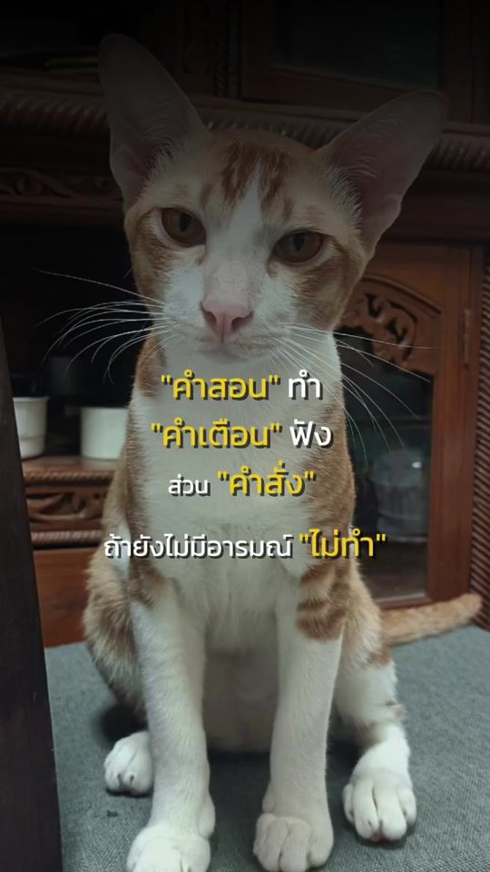 TikTok video thumbnail by cat.vunpet2523