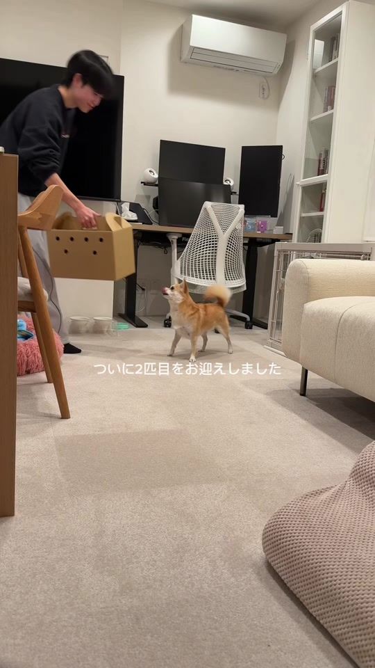 TikTok video thumbnail by kotsume_kurashi