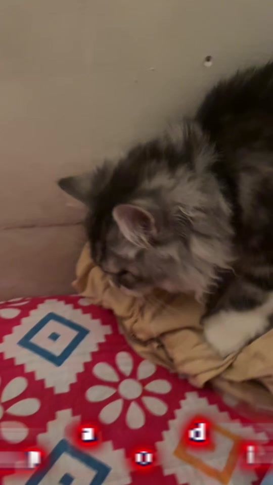 TikTok video thumbnail by ashrafkhan19996
