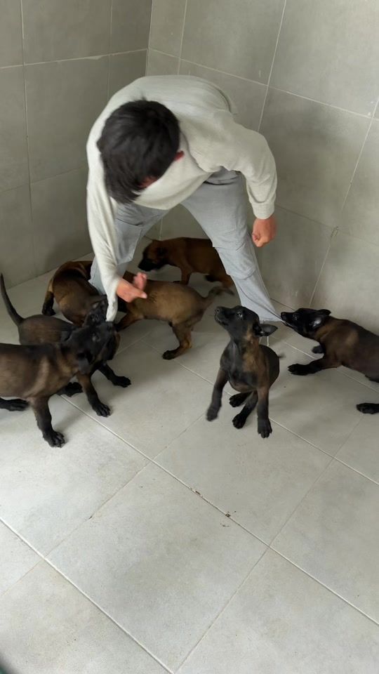 TikTok video thumbnail by belcika.malinoispuppy