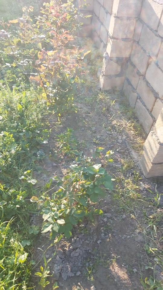 TikTok video thumbnail by hesen.wakir.oglu