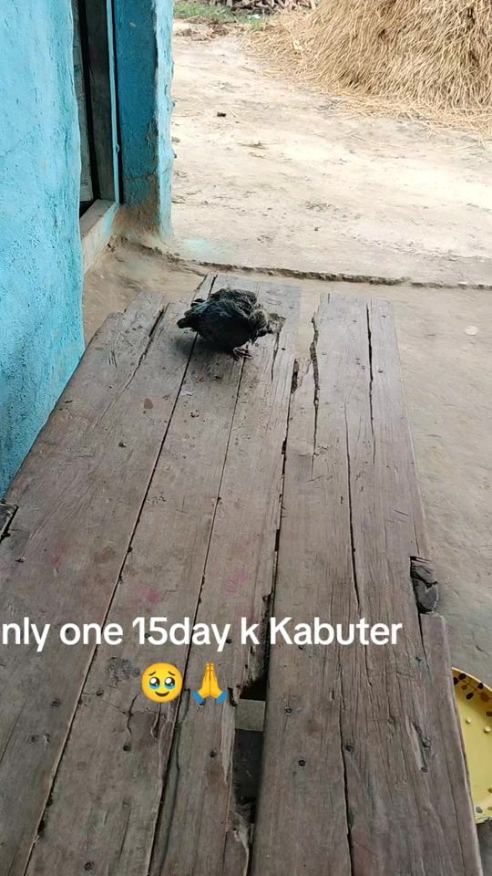 TikTok video thumbnail by abhiableshff