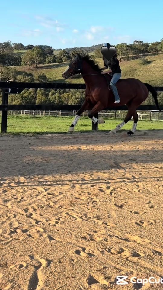 TikTok video thumbnail by thecrazy.geldings