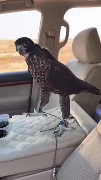 TikTok video thumbnail by user7007049667169