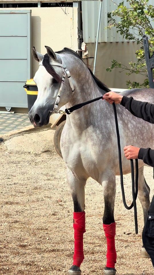 TikTok video thumbnail by abobassam51