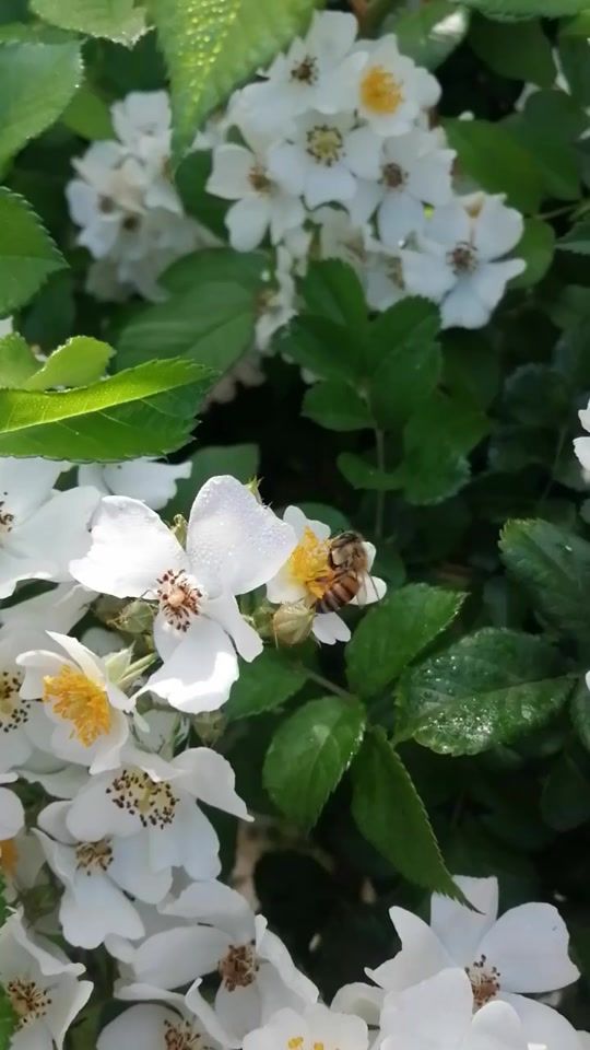 TikTok video thumbnail by tfa7775867