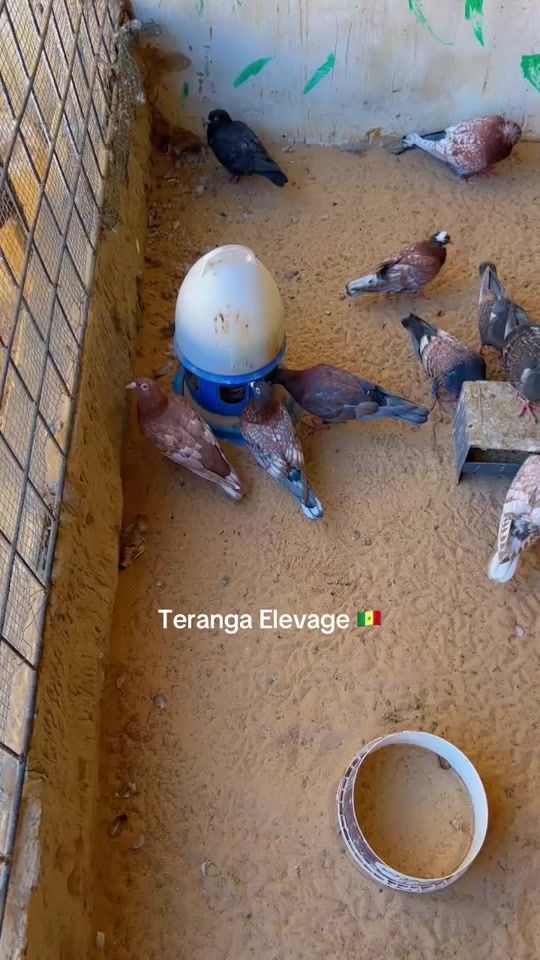 TikTok video thumbnail by terangaelevage0