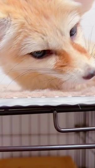 TikTok video thumbnail by fennecfox_maron