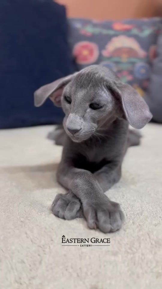 TikTok video thumbnail by eastern_grace_cattery
