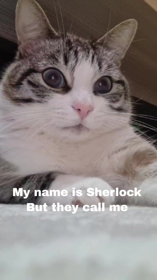 TikTok video thumbnail by sherlocknotholmes13