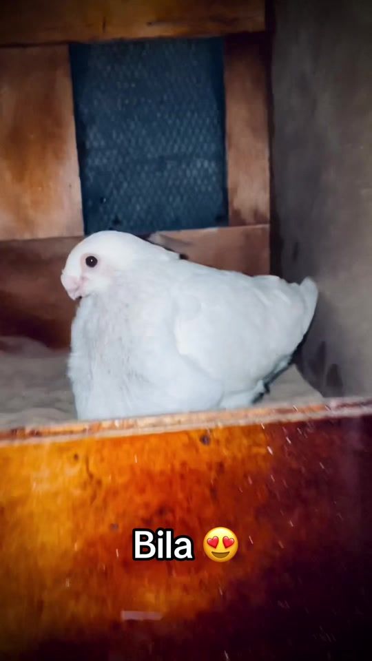 TikTok video thumbnail by maxro.ragueb