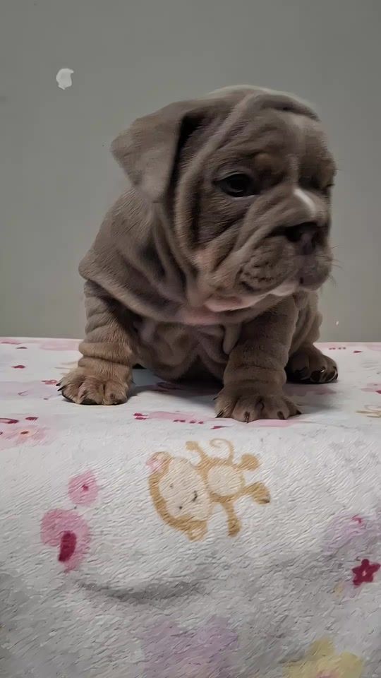TikTok video thumbnail by nimthansitang