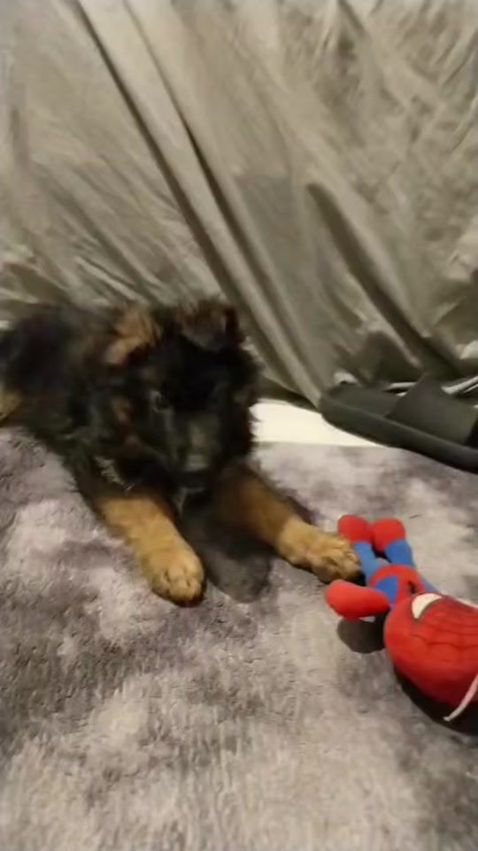 TikTok video thumbnail by k9dogstraining02