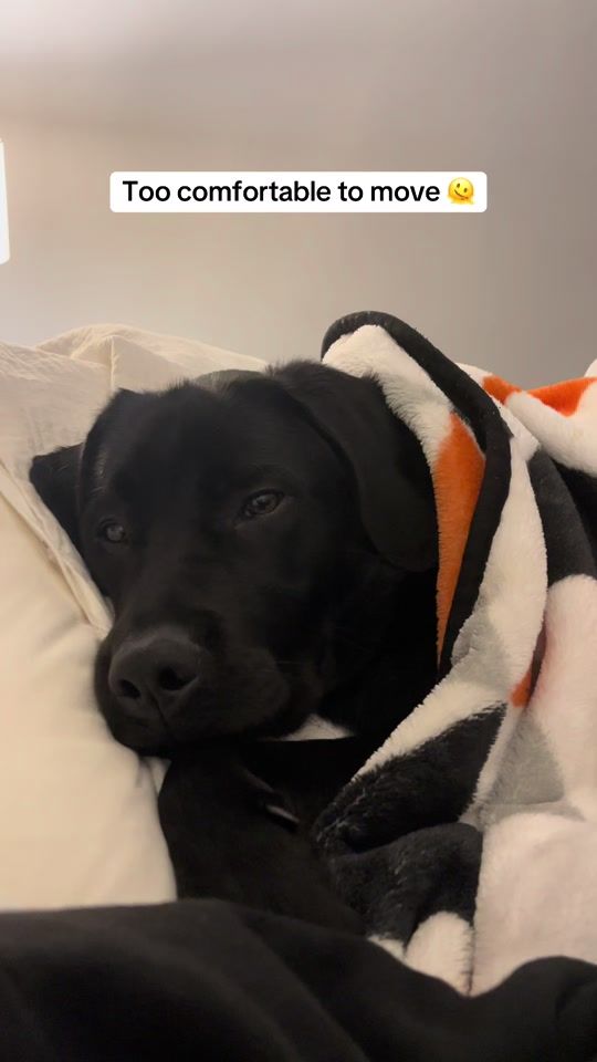 TikTok video thumbnail by blacklabilia