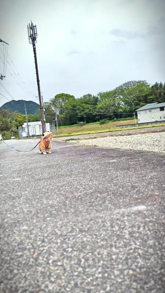 TikTok video thumbnail by gin.gira.ginta6