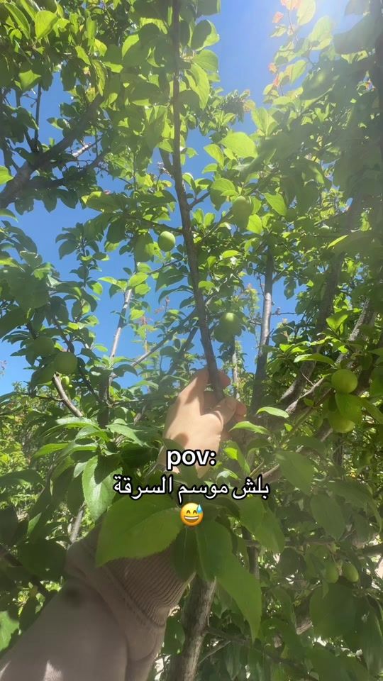 TikTok video thumbnail by ello2004