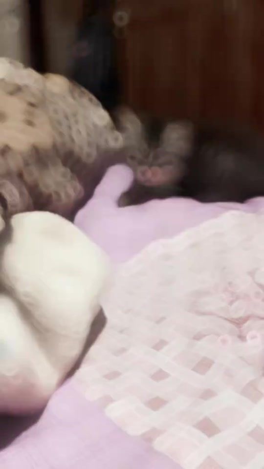 TikTok video thumbnail by hubbys.babie