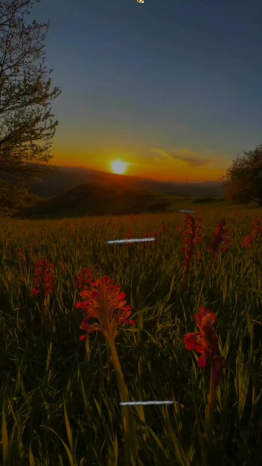TikTok video thumbnail by __ses.siz__