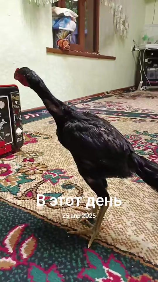 TikTok video thumbnail by sam0237870