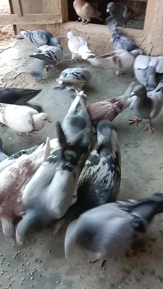 TikTok video thumbnail by lalmohammad2346