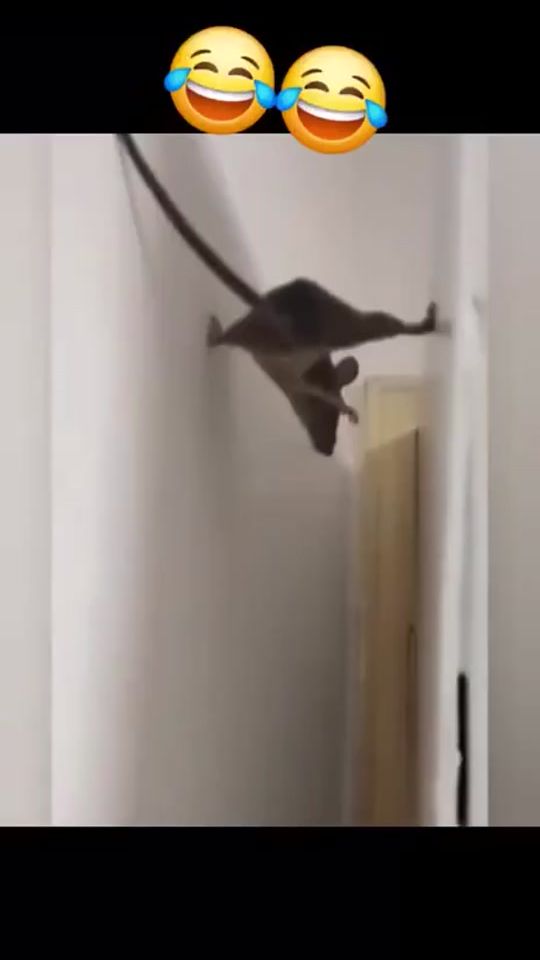 TikTok video thumbnail by olegg2102