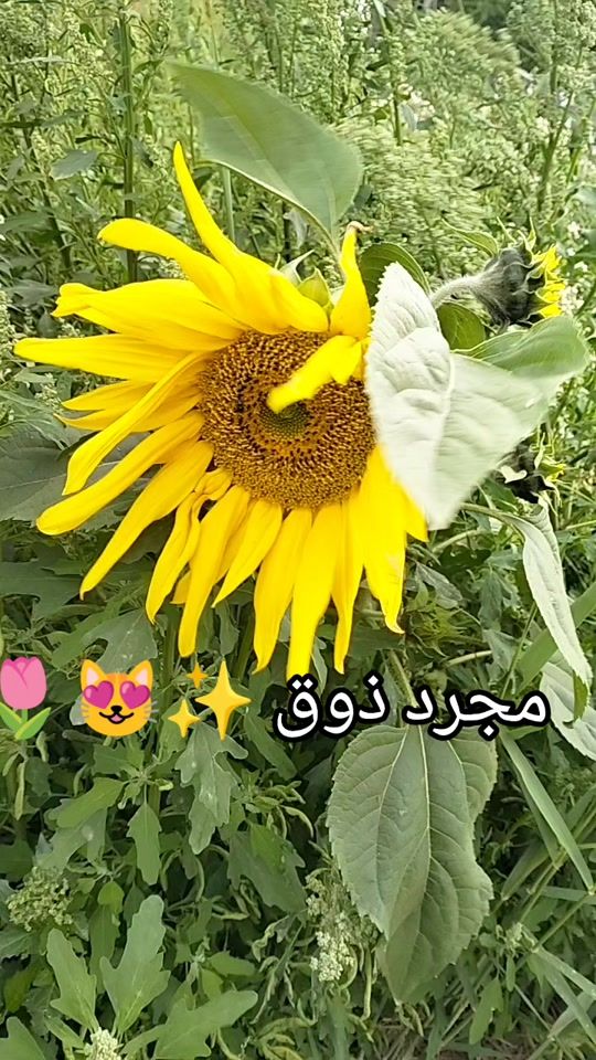 TikTok video thumbnail by sh13161