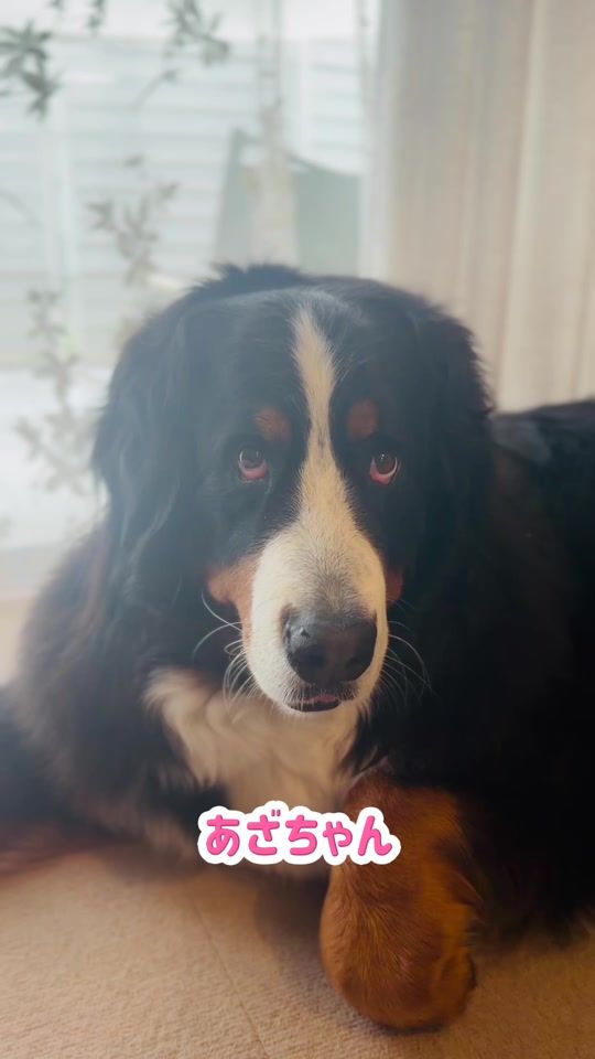 TikTok video thumbnail by doggy_kinoco