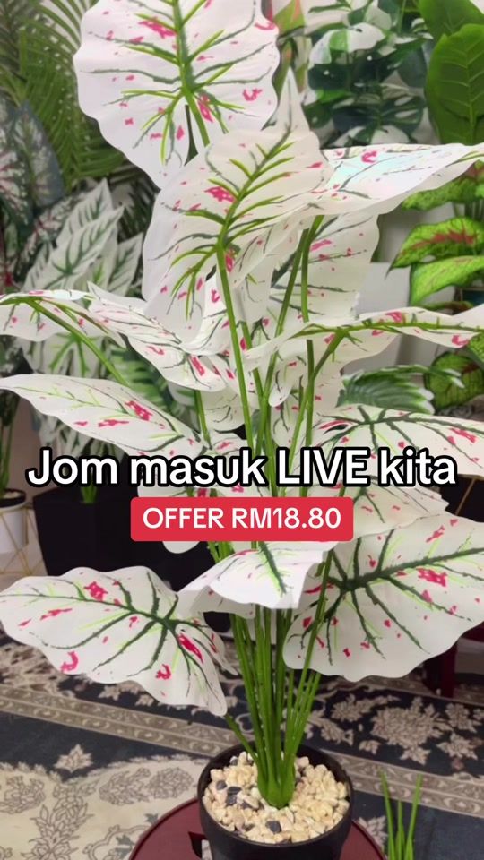 TikTok video thumbnail by wawaniey2