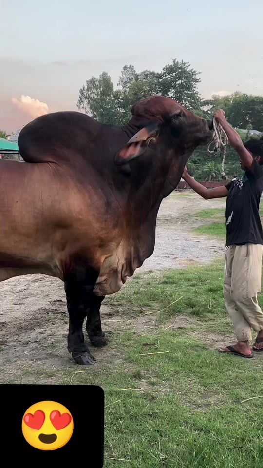 TikTok video thumbnail by md_jahed35