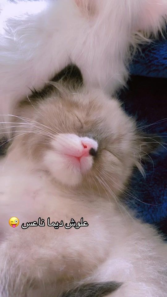 TikTok video thumbnail by najatsousiya