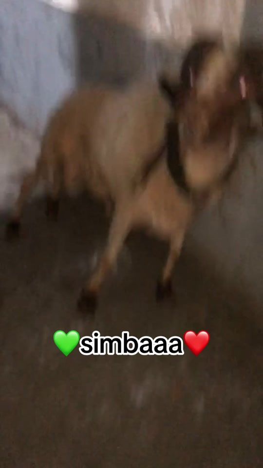TikTok video thumbnail by simbaa.hdj