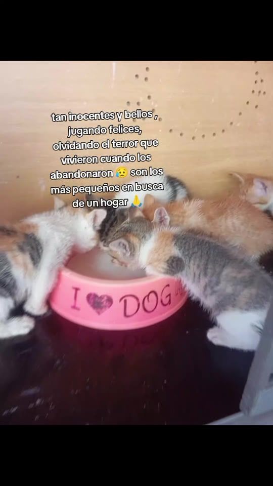TikTok video thumbnail by refugiogatoamor