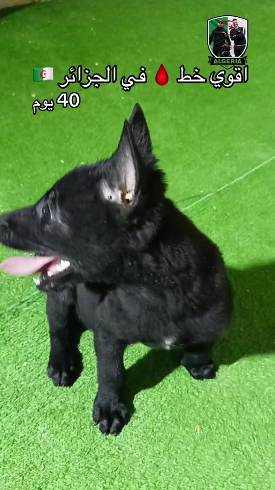 TikTok video thumbnail by malinois_bordj