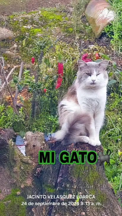 TikTok video thumbnail by jacinto502sad