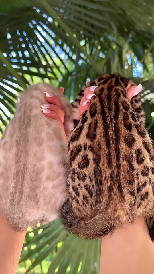 TikTok video thumbnail by elite_grandglow_cattery