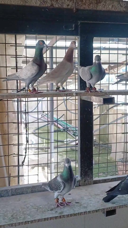 TikTok video thumbnail by wassimkhalil353