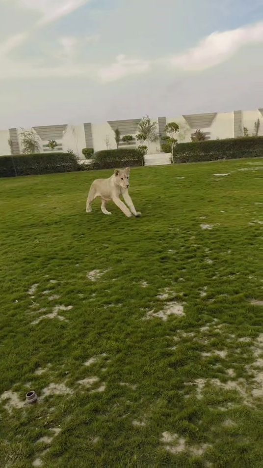 TikTok video thumbnail by mirzamk017