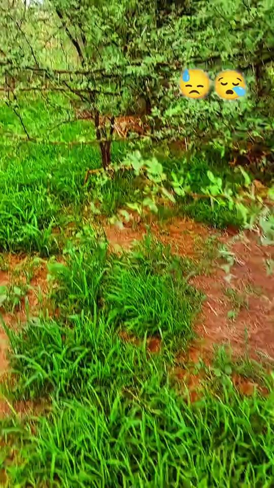TikTok video thumbnail by tarhanin.7